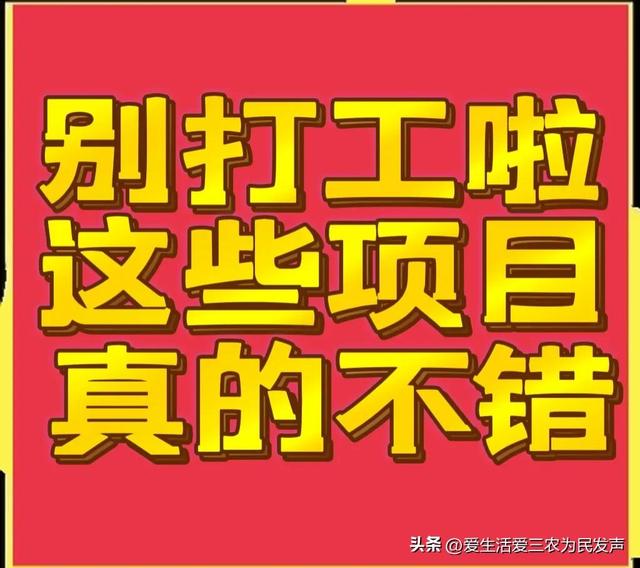 农村致富小项目，农业创业项目农村致富项目？