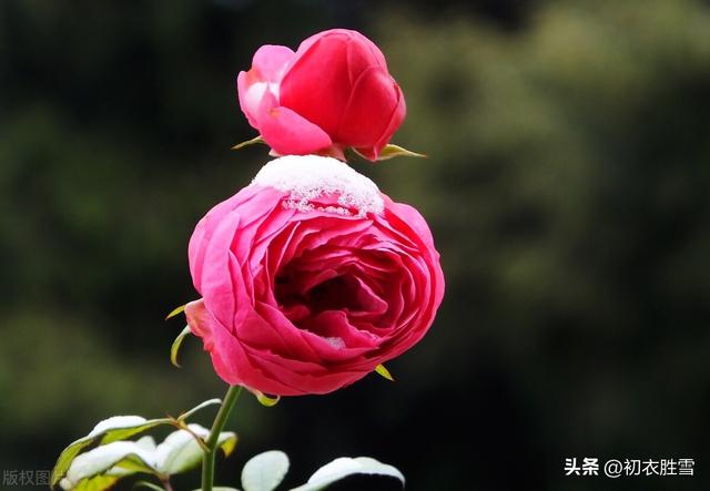 月季花发朋友圈说说，月季花儿开放发朋友圈句子？