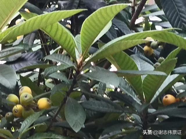 发朋友圈枇杷的宣传语，形容枇杷的朋友圈？