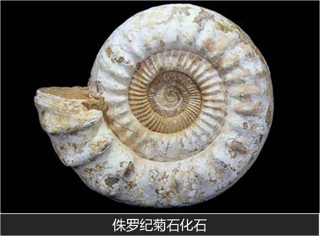 什么是化石_（什么是化石燃料英文回答）