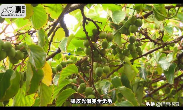 黄金奇异果的功效与作用是下火的吗（佳沛黄金奇异果的功效与作用）