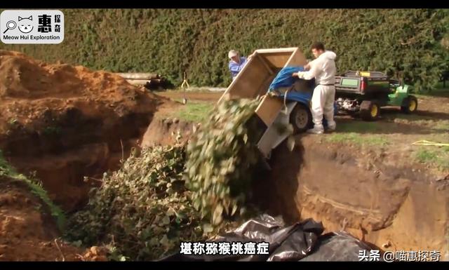 黄金奇异果的功效与作用是下火的吗（佳沛黄金奇异果的功效与作用）