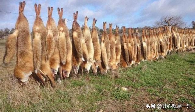 兔子是哪个国家（兔子是啥国家）