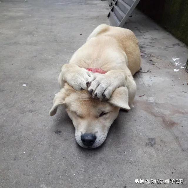 中国名犬排名犬排行榜前十名（中国名犬排名前100）