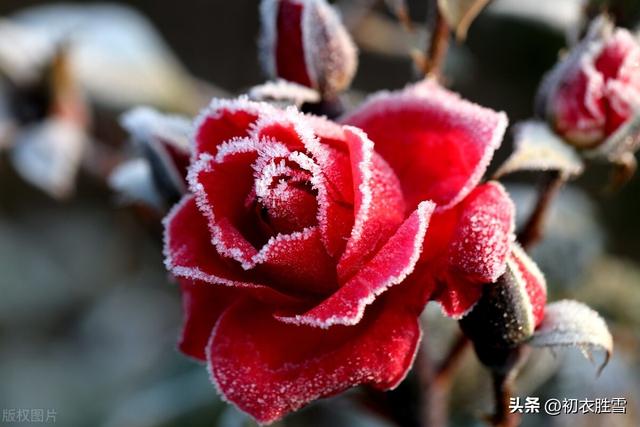 月季花发朋友圈说说，月季花儿开放发朋友圈句子？