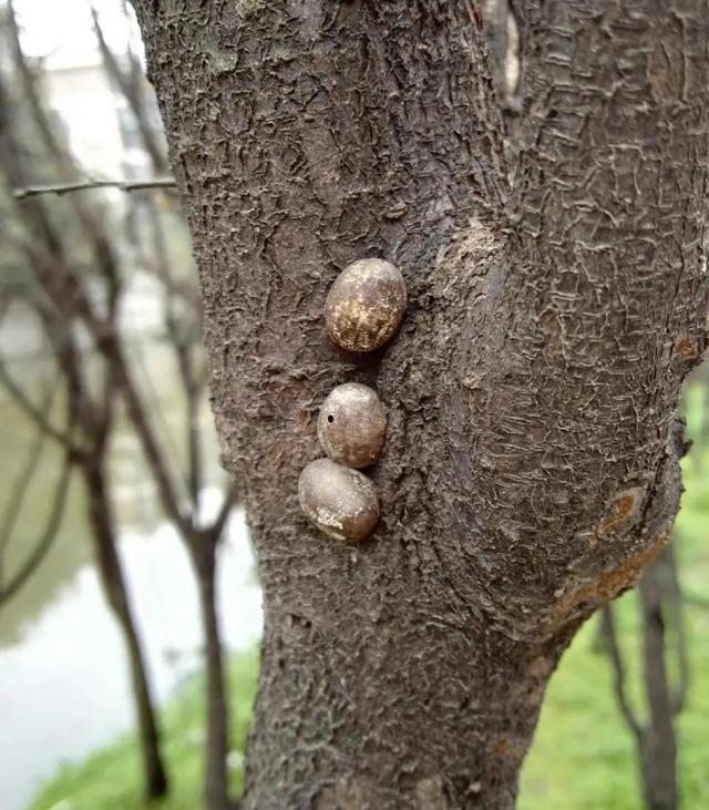 洋辣子罐学名（洋辣子罐什么时候有）