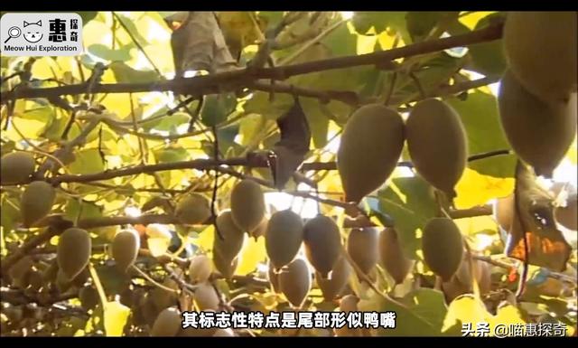 黄金奇异果的功效与作用是下火的吗（佳沛黄金奇异果的功效与作用）
