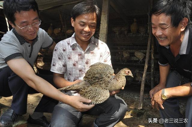 现在养什么最赚钱，现在养什么最赚钱利润大？