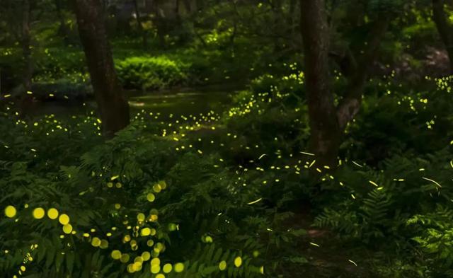 虫儿飞歌词完整版(2)（虫儿飞歌词完整版(简谱)）