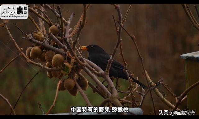 黄金奇异果的功效与作用是下火的吗（佳沛黄金奇异果的功效与作用）