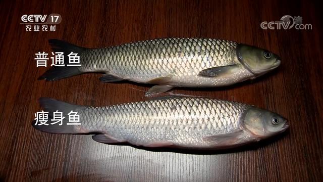 包个鱼塘养鱼怎么样，鱼塘养鱼辛苦嘛？