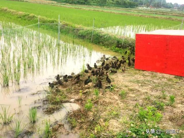 兼职做鸭是什么意思，自己做鸭子？