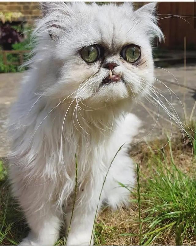 网络上一只很丑的猫叫什么名字，网络上一只很丑的猫叫什么来着