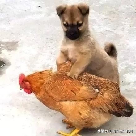 中国名犬排名犬排行榜前十名（中国名犬排名前100）