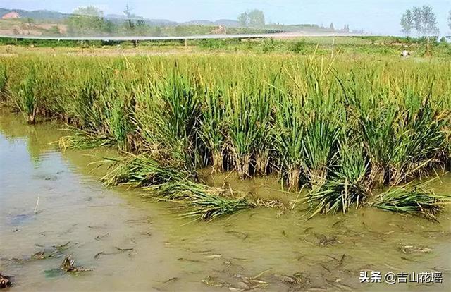 泥鳅养殖项目概述，泥鳅养殖项目概述怎么写？