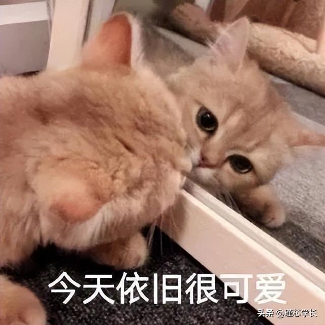 抖音最近很火的图片公主（抖音最近很火的图片可以制作视频的）