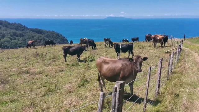 纽币对人民币还会跌吗（纽币对人民币汇率走势）