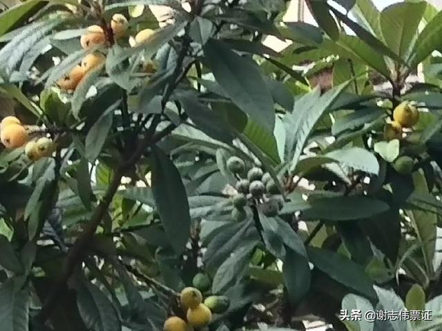 发朋友圈枇杷的宣传语，形容枇杷的朋友圈？