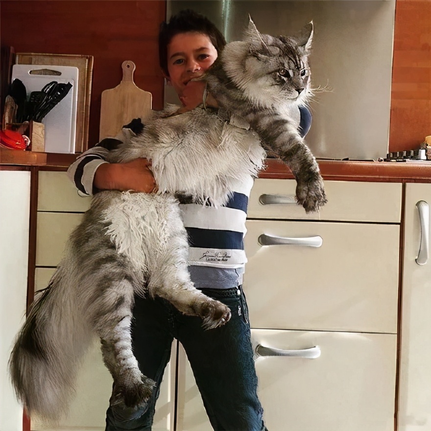 体型最大的几种猫咪，每只都是“巨型喵”