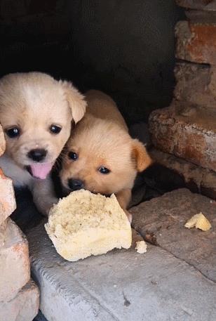 中国名犬排名犬排行榜前十名（中国名犬排名前100）