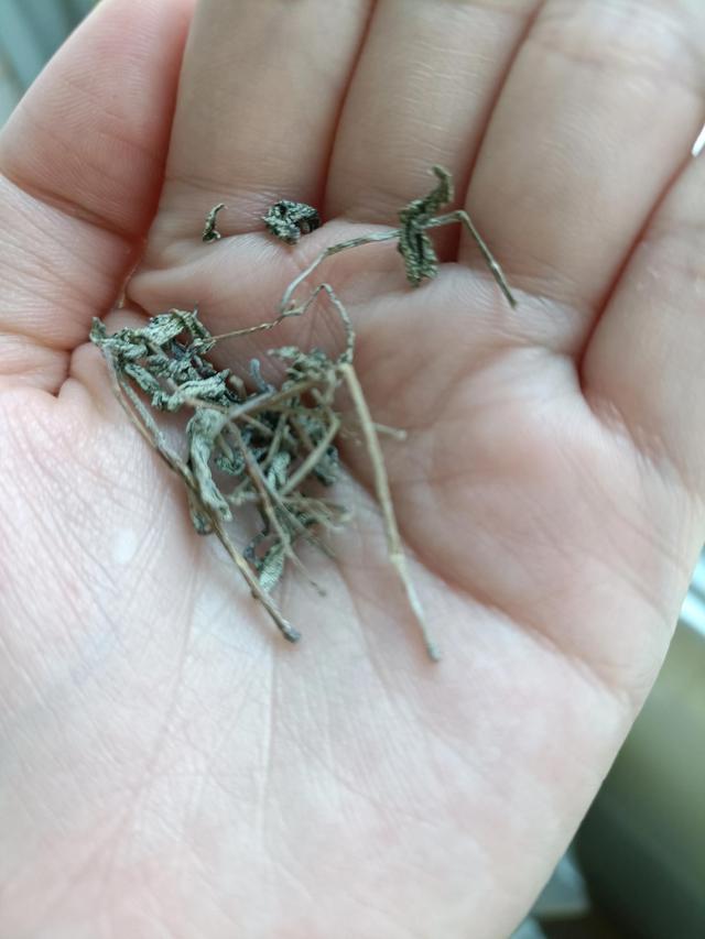 龙须茶的功效与作用图片（平利绞股蓝龙须茶的功效与作用）