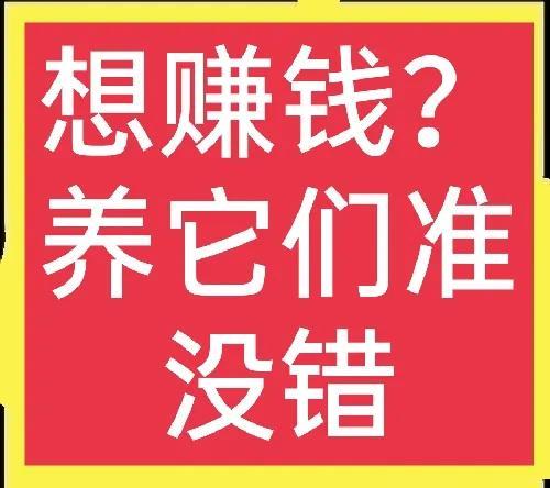 农村养殖的项目，农民养殖什么赚钱？