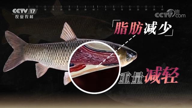 包个鱼塘养鱼怎么样，鱼塘养鱼辛苦嘛？