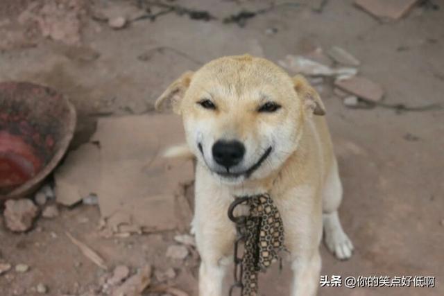 中国名犬排名犬排行榜前十名（中国名犬排名前100）