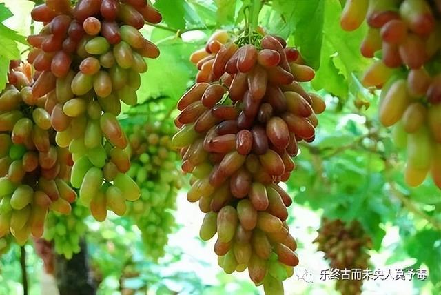 朋友圈卖水果怎么推广，网上怎么销售自家水果？