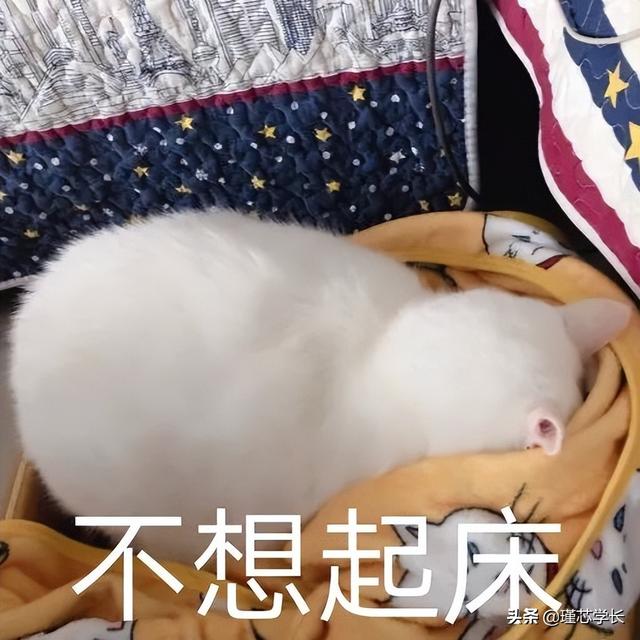 抖音最近很火的图片公主（抖音最近很火的图片可以制作视频的）