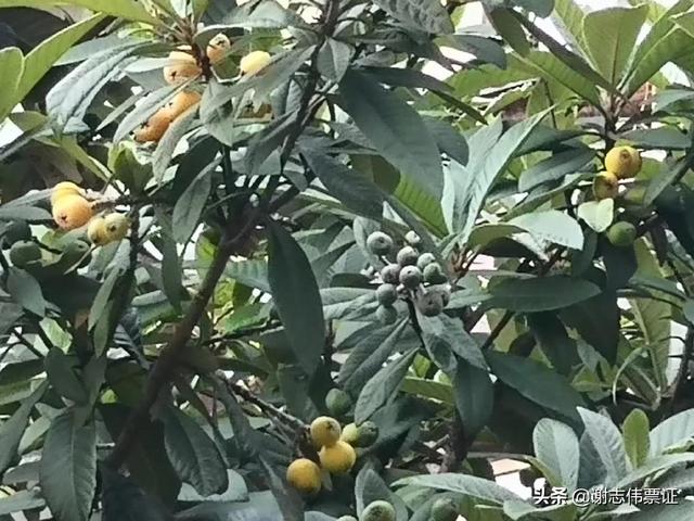 发朋友圈枇杷的宣传语，形容枇杷的朋友圈？