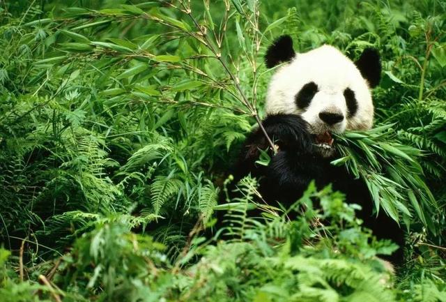 中国有多少大熊猫2021大约（中国有多少大熊猫2020）