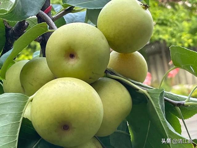 喹啉铜的使用和禁忌有露水可不可啧（喹啉铜的使用和禁忌相关视频）