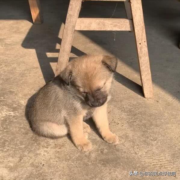 中国名犬排名犬排行榜前十名（中国名犬排名前100）