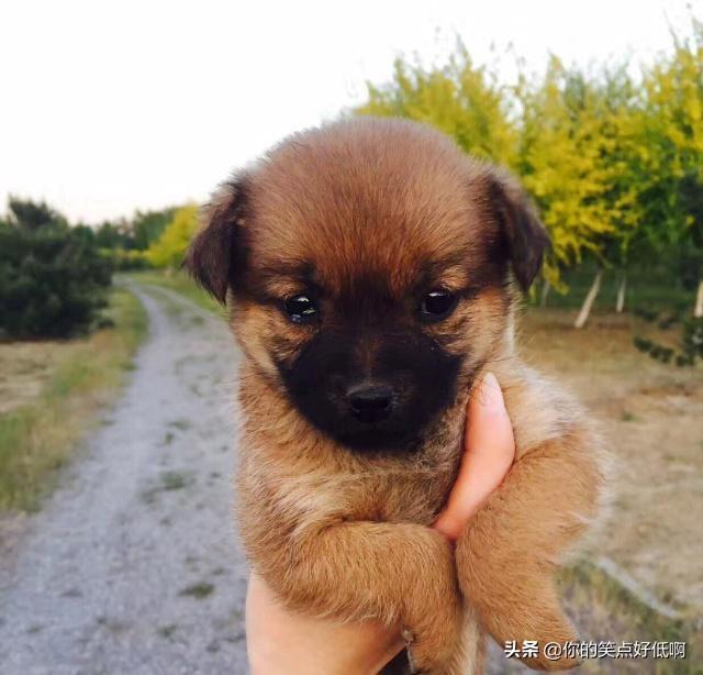 中国名犬排名犬排行榜前十名（中国名犬排名前100）