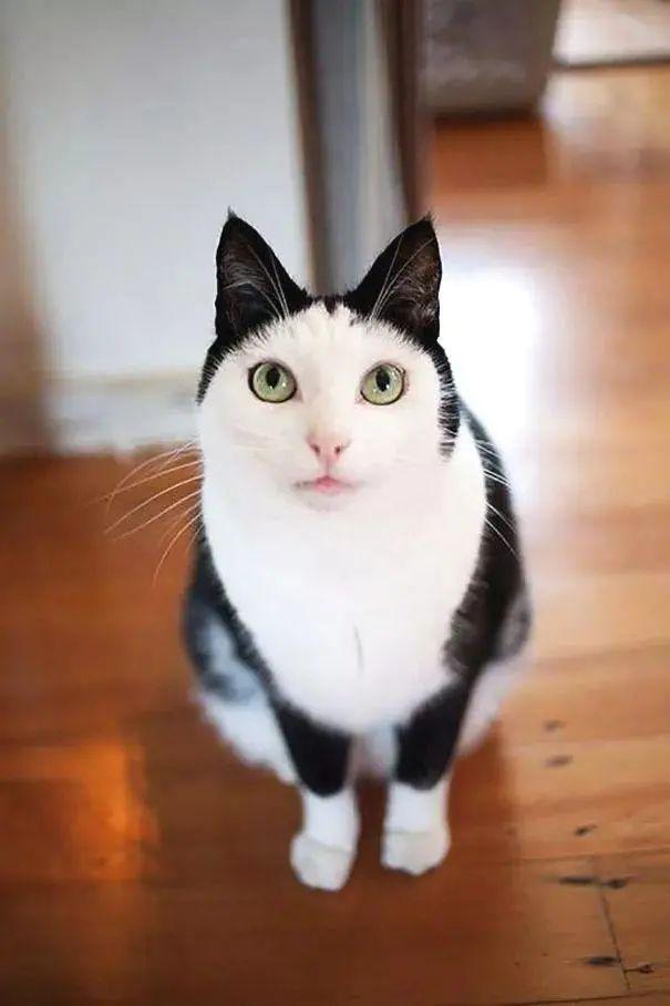网络上一只很丑的猫叫什么名字，网络上一只很丑的猫叫什么来着