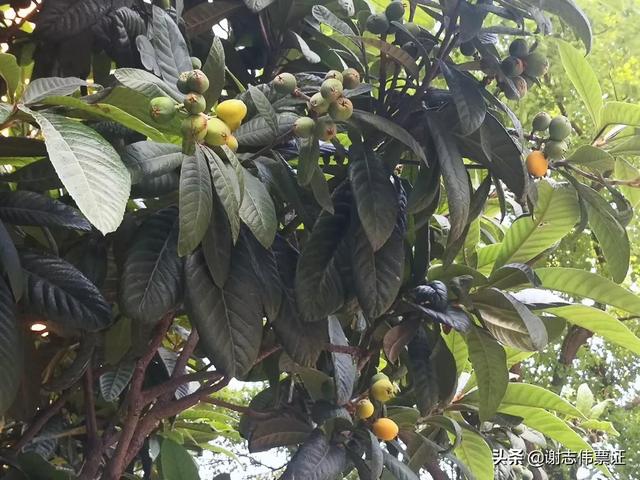 发朋友圈枇杷的宣传语，形容枇杷的朋友圈？