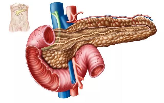 胃与胰腺位置图片（脾脏胰腺位置图片）