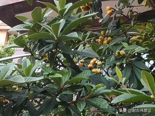 发朋友圈枇杷的宣传语，形容枇杷的朋友圈？