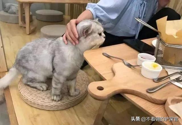 蓝猫价格在多少钱一只（蓝猫一只多少钱_）