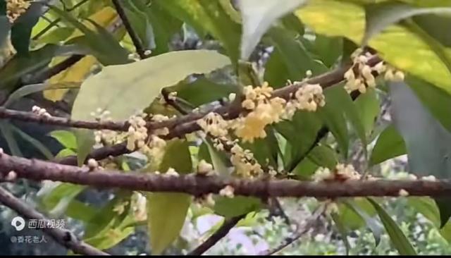 桂花树籽有什么作用和功效（桂花树籽有什么功效与作用）