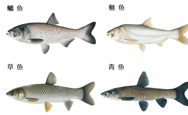 包个鱼塘养鱼怎么样，鱼塘养鱼辛苦嘛？