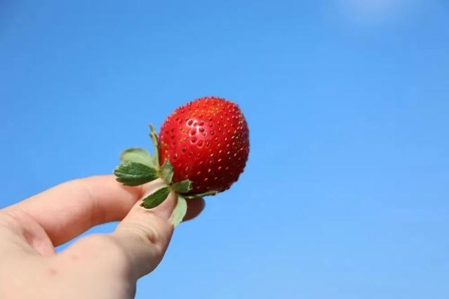 草莓文案朋友圈怎么发，草莓文案朋友圈怎么发简单？