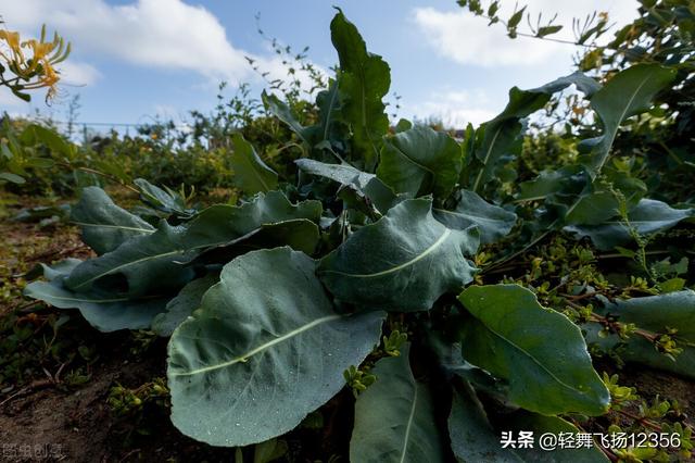 野生板蓝根图片植物图路边（野生板蓝根图片为什么叶子有两样）