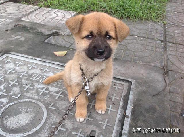 中国名犬排名犬排行榜前十名（中国名犬排名前100）