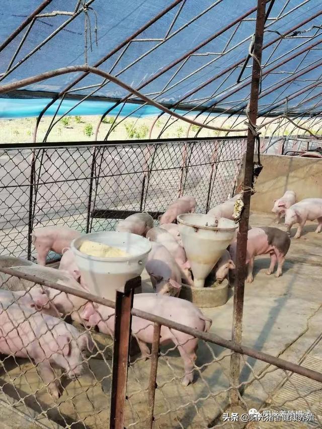 阳光养猪场2022最新版，阳光养猪场赚钱版下载？