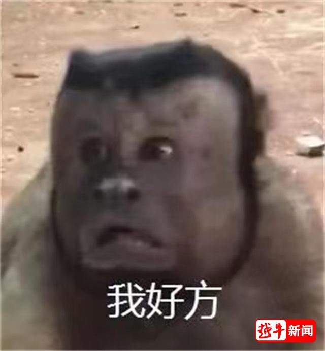 现在抖音上流行的猴子的图片，抖音网红猴子图片？