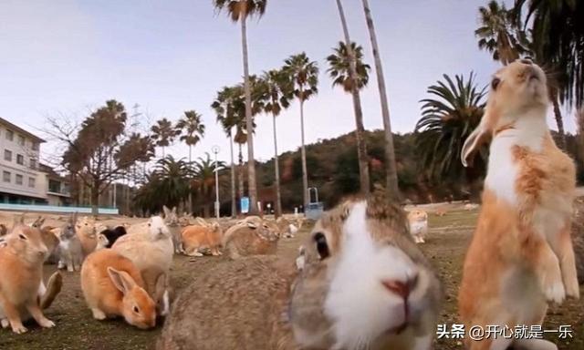 兔子是哪个国家（兔子是啥国家）