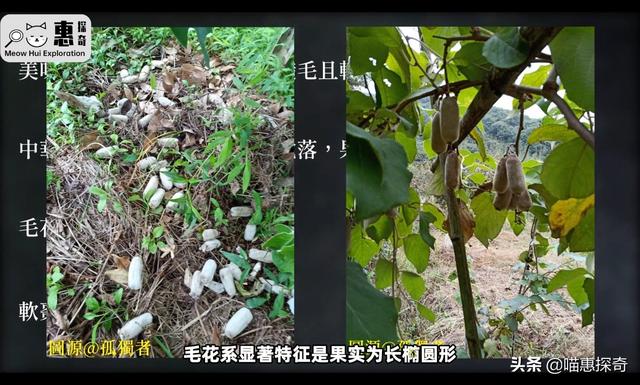黄金奇异果的功效与作用是下火的吗（佳沛黄金奇异果的功效与作用）