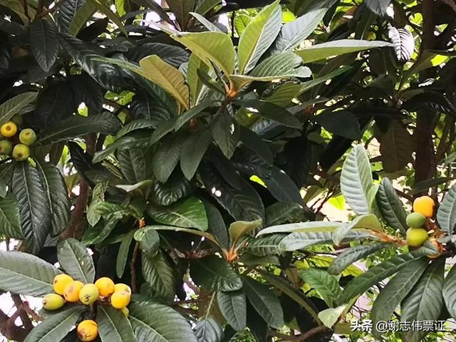 发朋友圈枇杷的宣传语，形容枇杷的朋友圈？